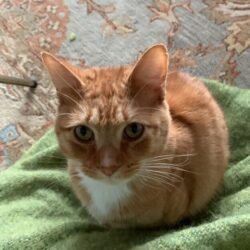 Animal Communication