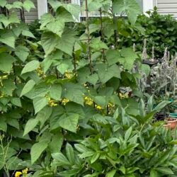 Italian Pole Bean Seeds