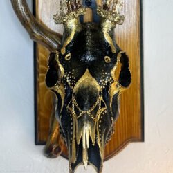 Hand Painted Black and Gold Roe Deer Skull by Navajo Artist Jessika Jim
