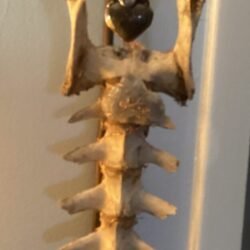 Stones and Bones art piece: Forest