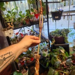 Amethyst and quartz mini broom