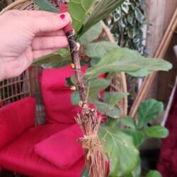 Butterfly mini broom