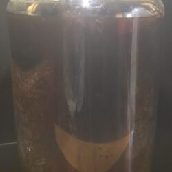 Dit da Jow Liniment: 1oz Liquid