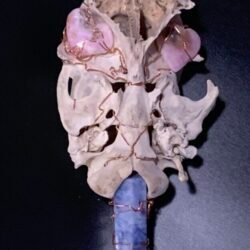 Stones and Bones Art: Field