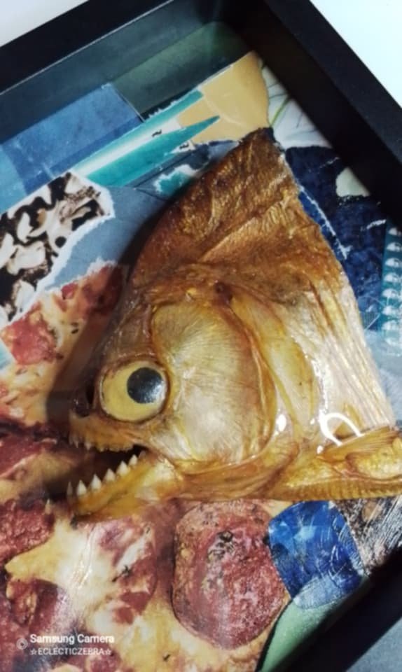 Vintage taxidermy piranah head in altered art display - Image 4