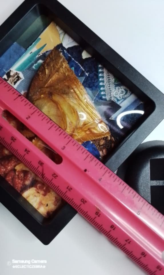 Vintage taxidermy piranah head in altered art display - Image 2