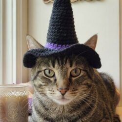 Crocheted Cat Witch Hat in Black and Purple - Handmade Pet Costume