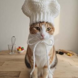 Pet Crochet Chef Hat