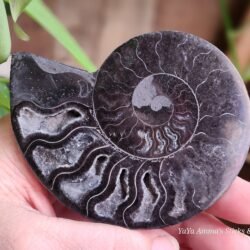 Black Ammonite fossil with Quartz