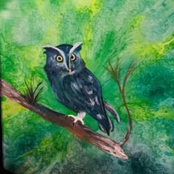 Screech Owl