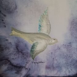 Dove Six