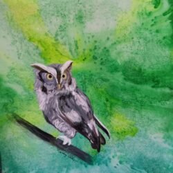 Screech Owl