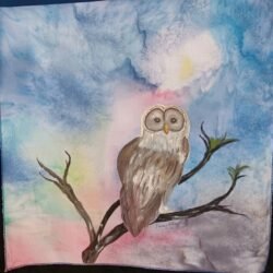 Owl