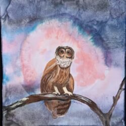 Owl