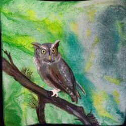 Screech Owl