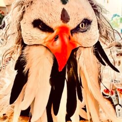 Bald Eagle Shamanic Power Animal Drumming Mask